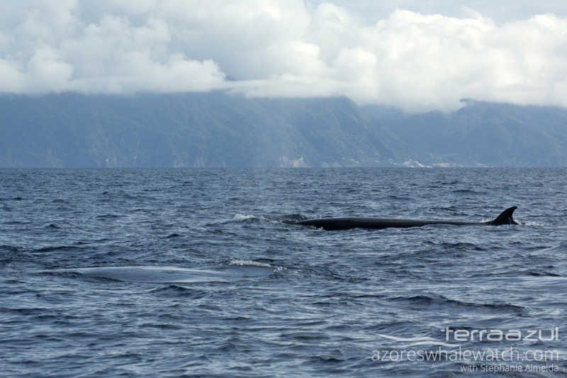 Sei Whale/Balaenoptera borealis