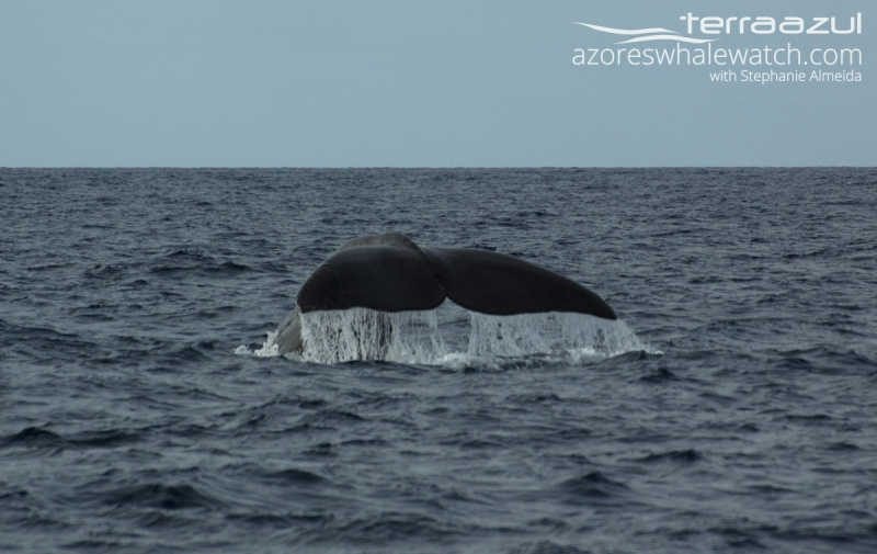Sperm Whale/Physeter macrocephalus