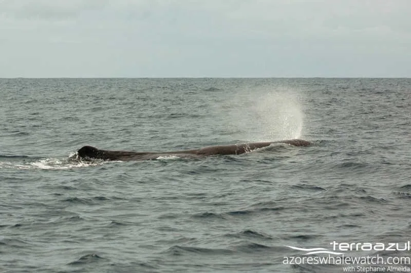 Sperm Whale/Physeter macrocephalus