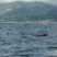 Sperm Whale near Vila Franca do Campo!