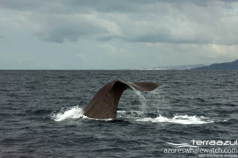 Sperm Whale/Physeter macrocephalus