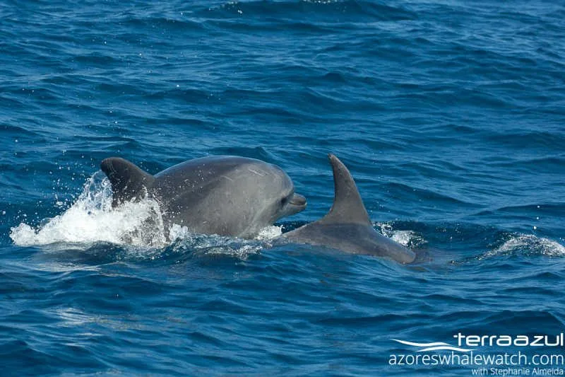 Bottlenose Dolphins/Tursiops truncatus