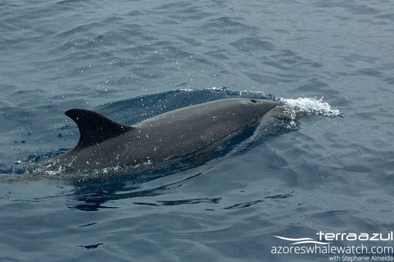 Spotted Dolphin/ Stenella frontalis