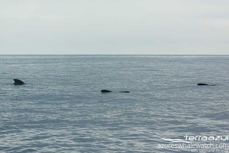 Short - finned Pilot Whale/ Globicephala macrorhynchus