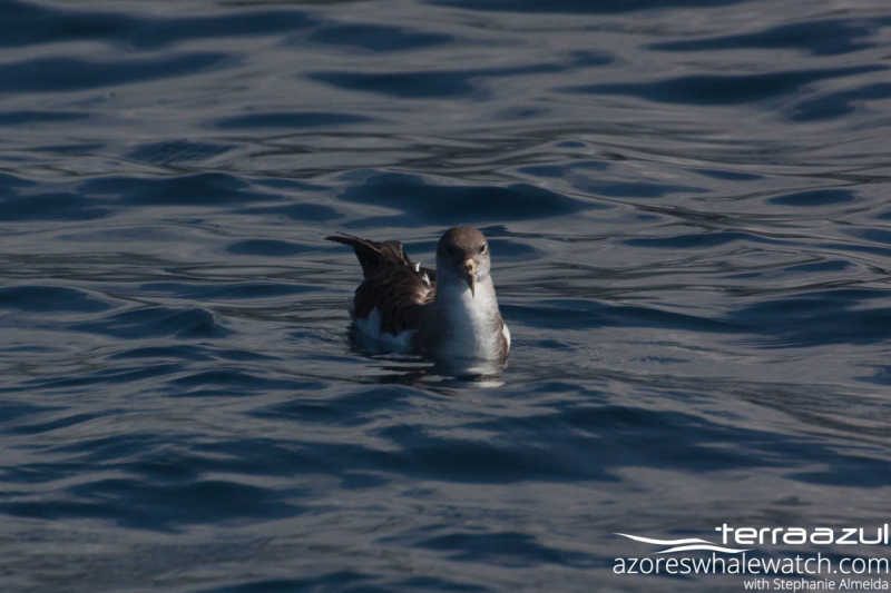 Cory's Shearwater/Calonectris borealis