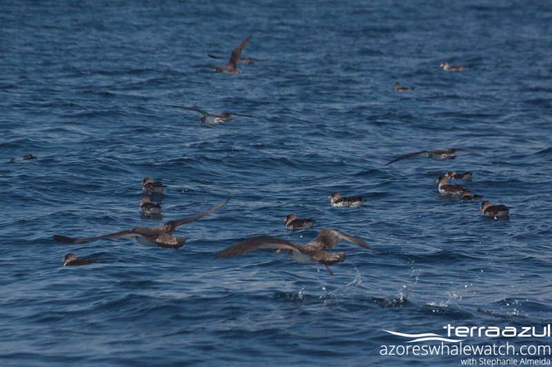 Cory's Shearwater/Calonectris borealis