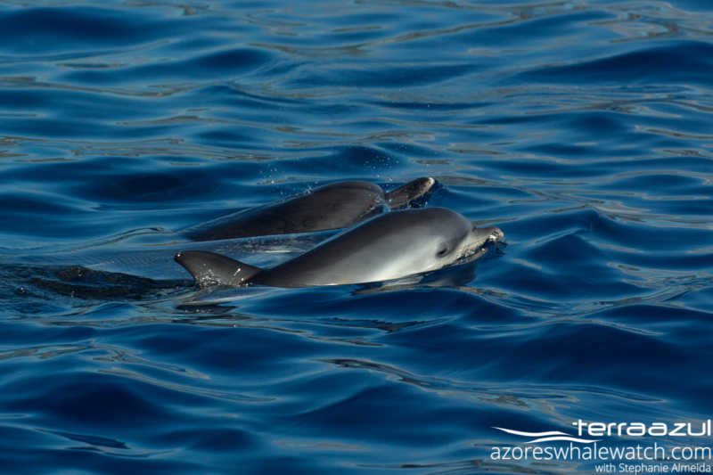Atlantic Spotted Dolphins/Stenella frontalis