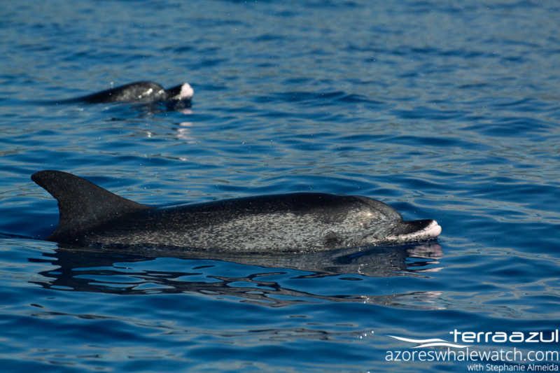 Atlantic Spotted Dolphins/Stenella frontalis