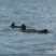 Flat ocean with Fin Whales and very tiny Common Dolphins!