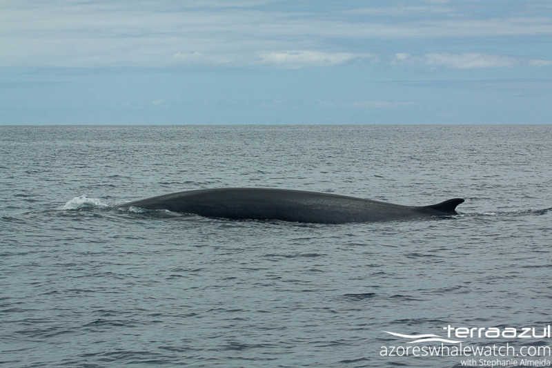 Fin whale/Balaenoptera physalus