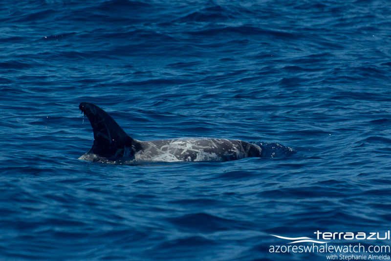 Risso's Dolphin/Grampus griseus