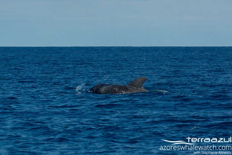 Short-finned Pilot Whales/ Globicephala macrorhynchus