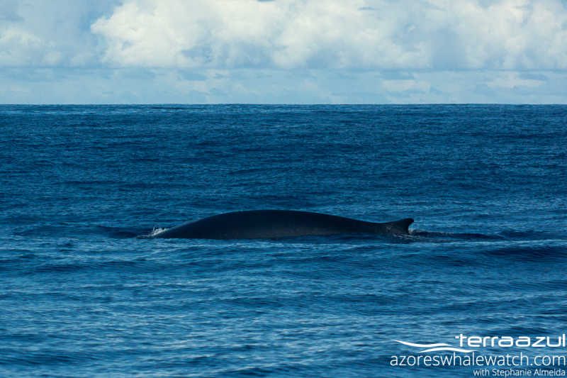 Fin Whales/Balaenoptera physalus