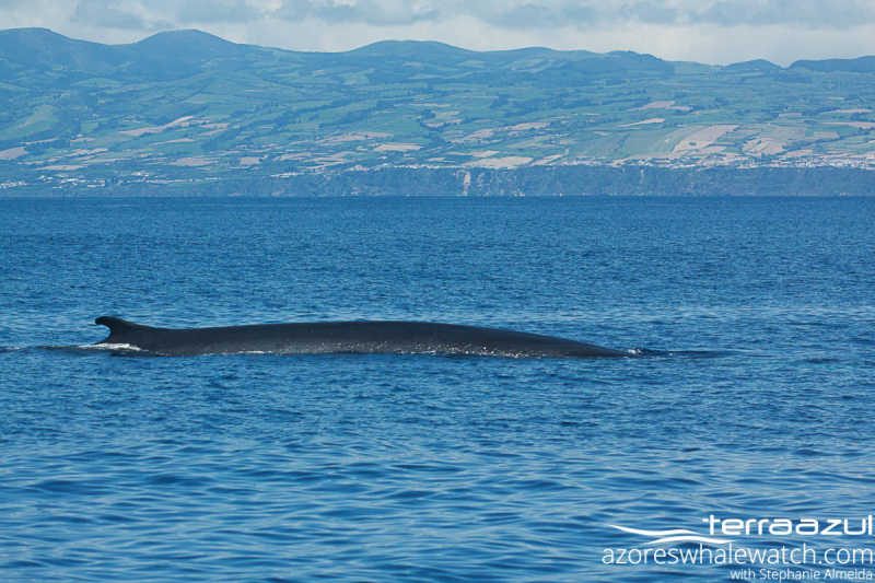 Fin Whale/Balaenoptera physalus