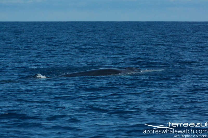 Fin Whale/Balaenoptera physalus