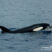 Orcas… That’s it… No words to describe it!