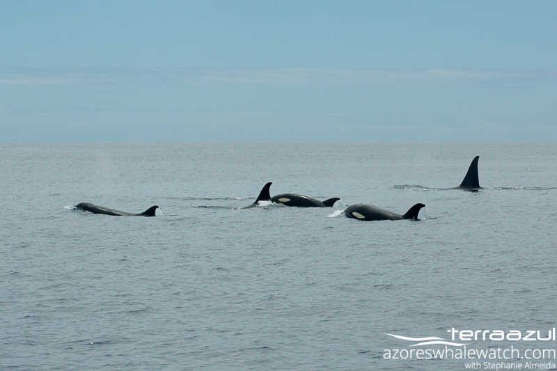 Orcas/Orcinus orca