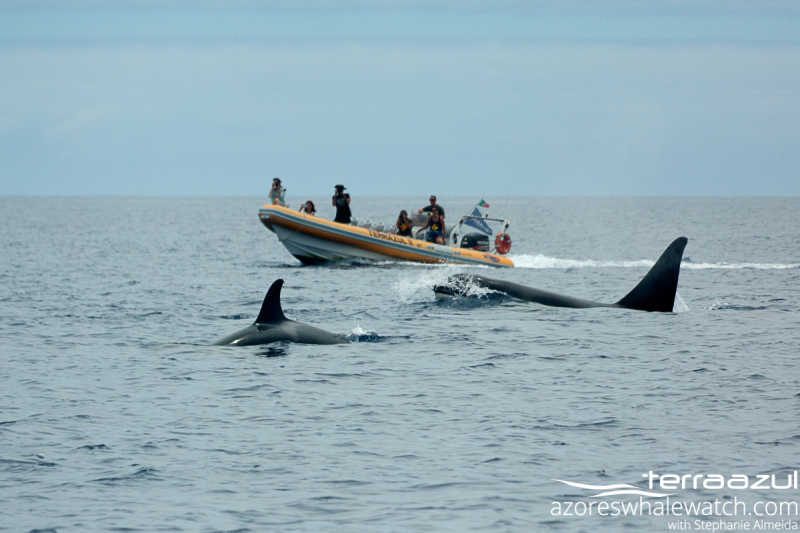 Orcas/Orcinus orcas