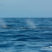 Tiny Sperm Whales and leaping Dolphins!