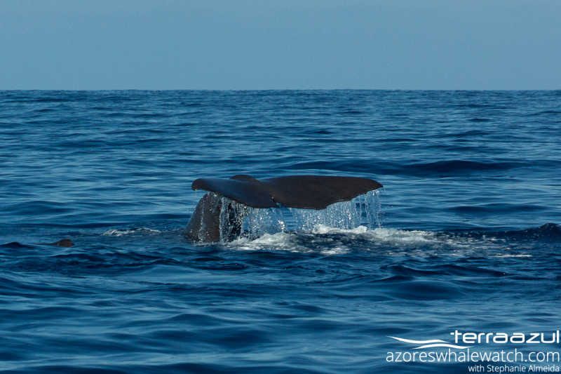 Sperm Whale/Physeter macrocephalus