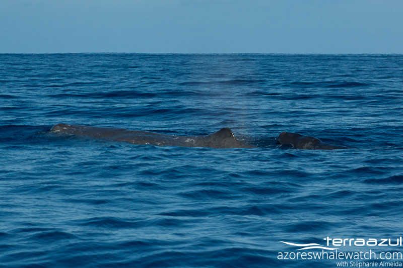 Sperm Whales/Physeter macrocephalus