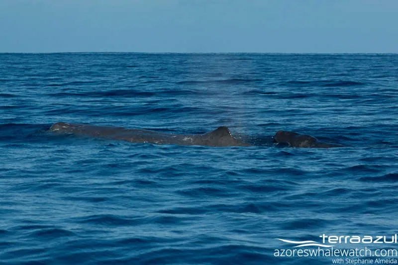 Sperm Whales/Physeter macrocephalus