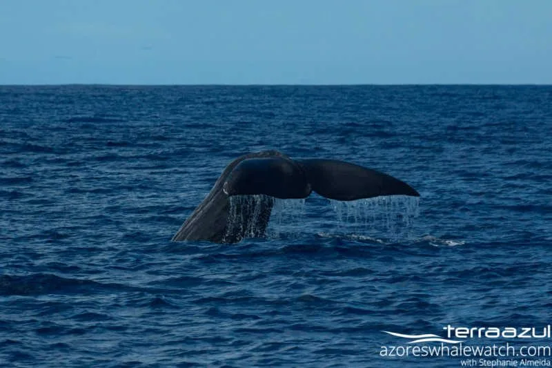 Sperm Whale/Physeter macrocephalus
