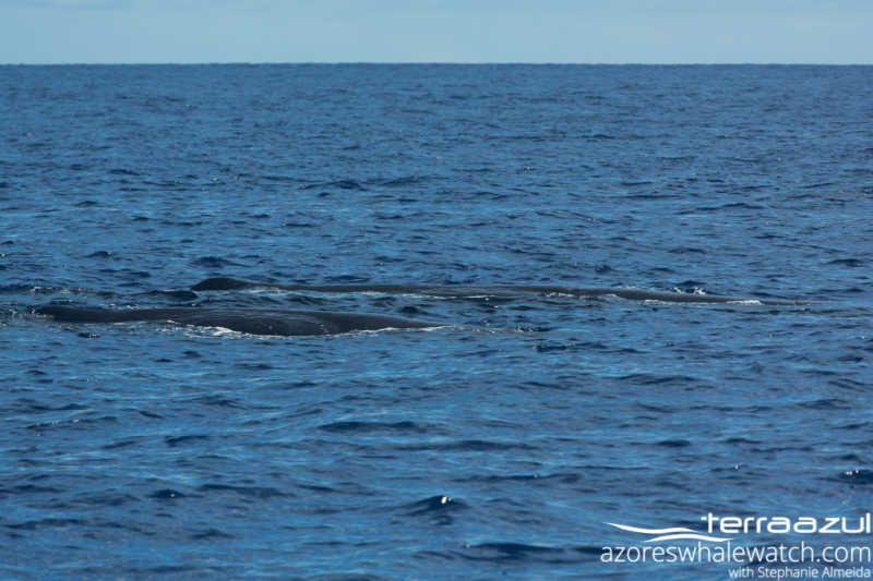 Sperm Whales/Physeter macrocephalus