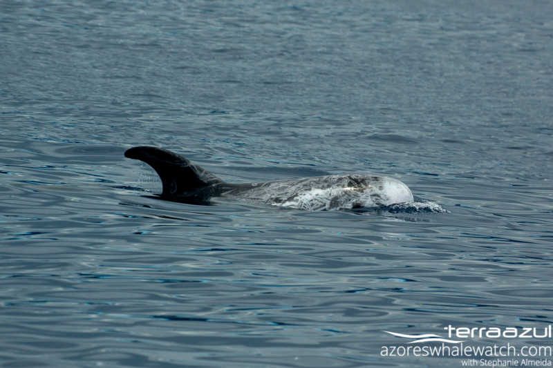 Risso's Dolphin/Grampus griseus