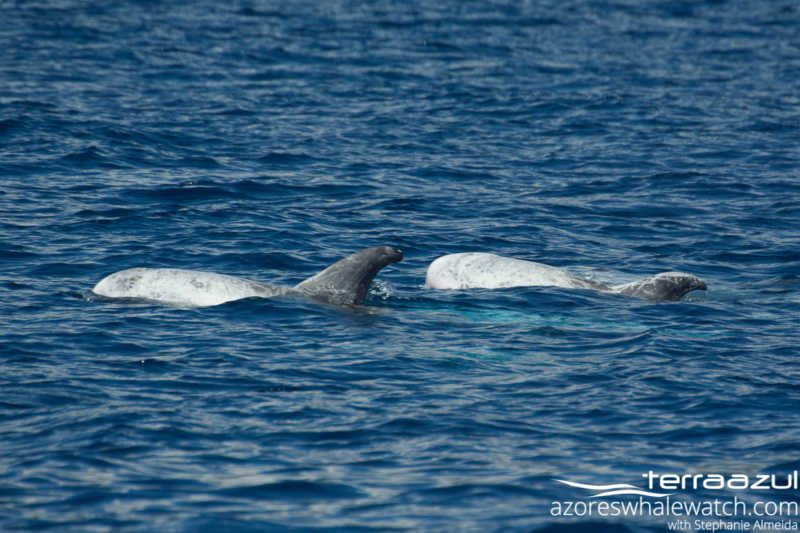 Risso's Dolphin/Grampus griseus