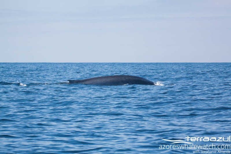 Blue Whale/Balaenoptera musculus 