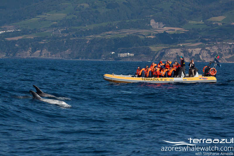 Dolphin & Whale Watching: Cruise Brazil to Azores