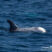Blue whales and Risso’s dolphins!
