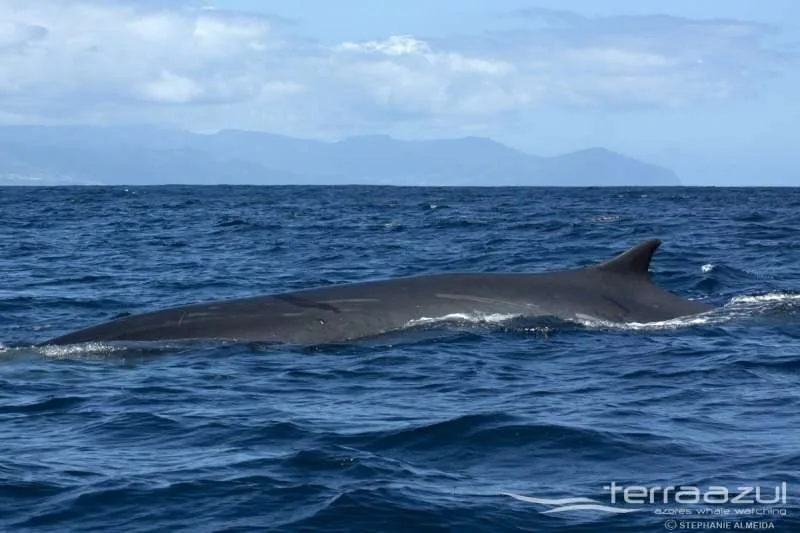 TERRA_AZUL_20_APRIL_2015_021_SA_t