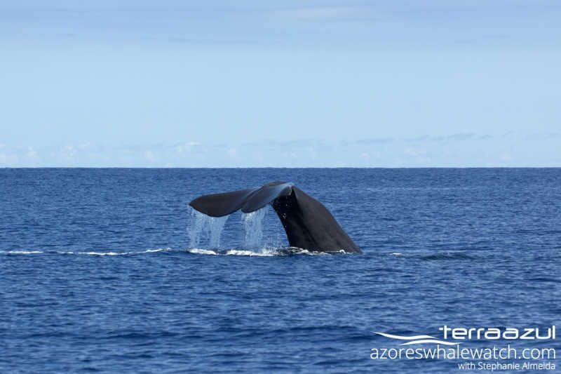 Sperm Whale/Physeter macrocephalus