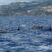 Bottlenose Dolphins and a Big Sperm Whale!