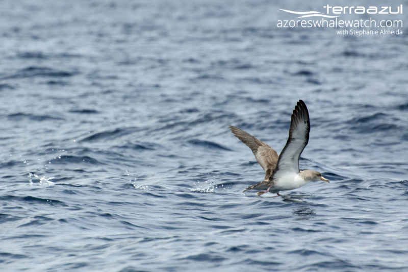 Cory's Shearwater/Calonectris borealis