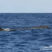 A sunny afternoon with Sperm Whales!