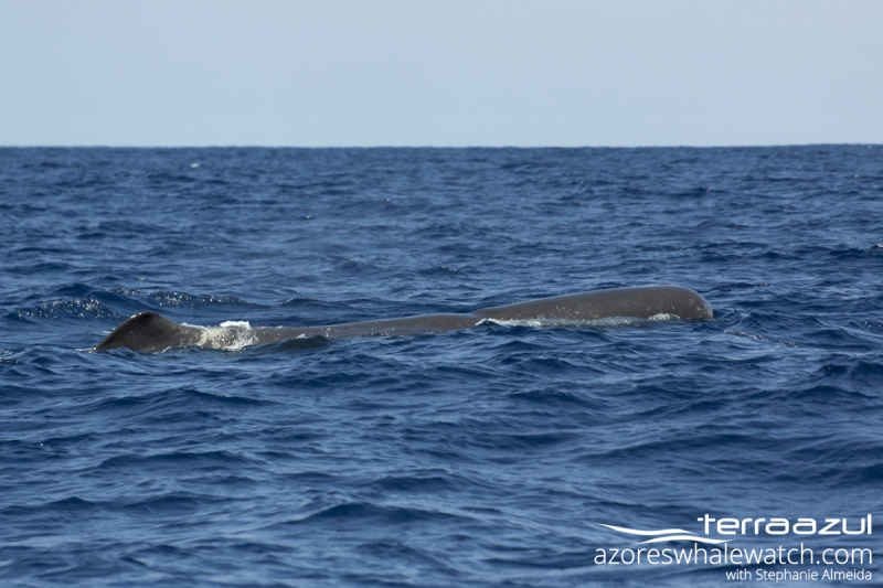 Sperm Whale/Physeter macrocephalus