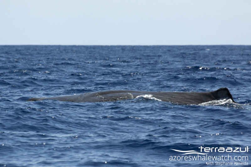 Sperm Whale/Physeter macrocephalus