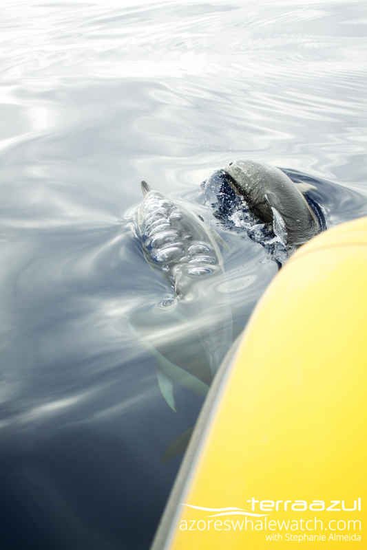 Common Dolphins/Delphinus delphis