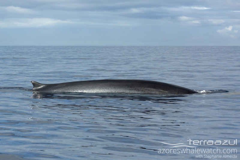 Fin Whale/Balaenoptera physalus