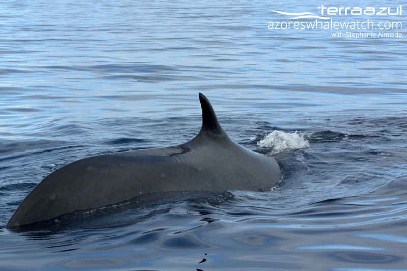 Fin Whale/Balaenoptera physalus