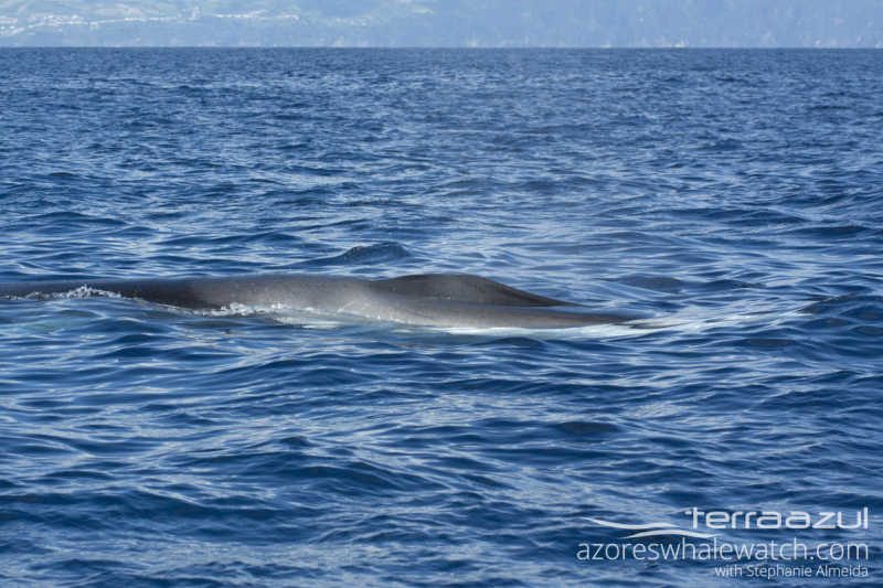 Fin Whale/Balaenopterra physalus
