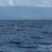 Fin Whales are still here!