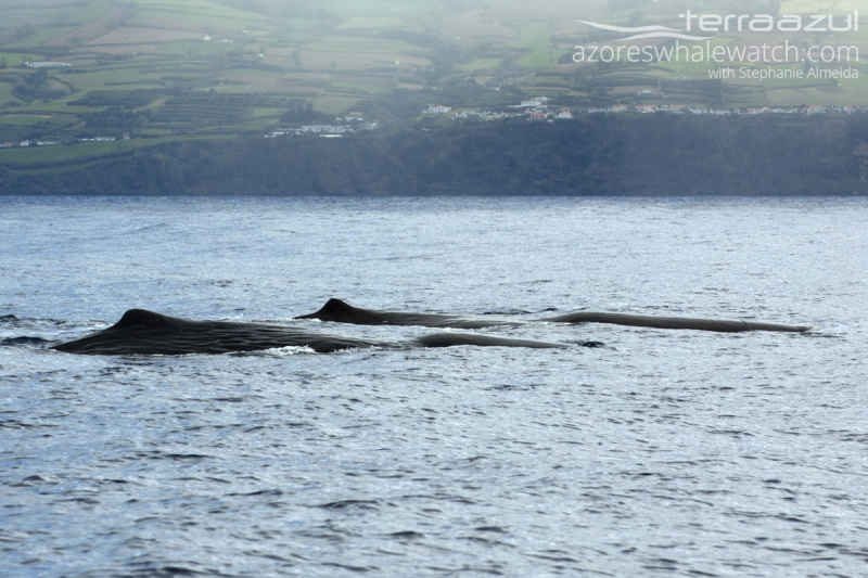 Sperm Whale/Physeter macrocephalus