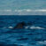 Sperm Whales and a beautiful November morning!