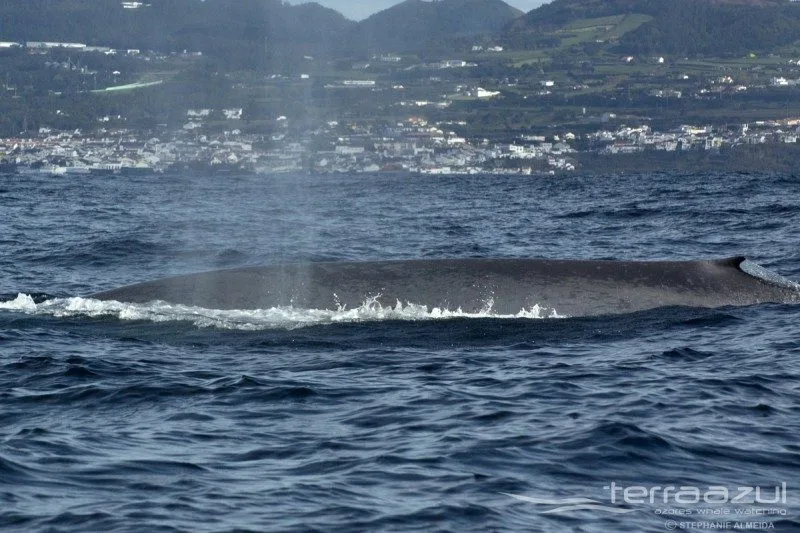 TERRA_AZUL_28_MARCH_2015006_SA_t