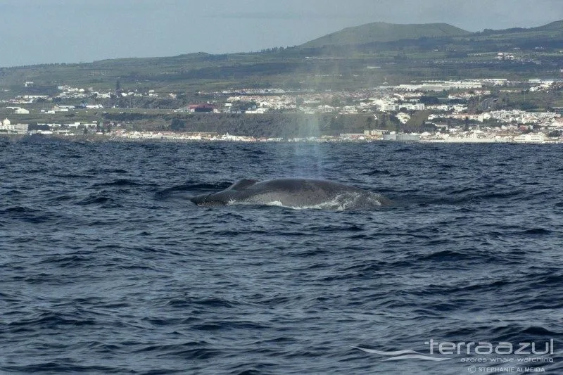 TERRA_AZUL_28_MARCH_2015014_SA_t