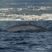 Blue whales fun facts